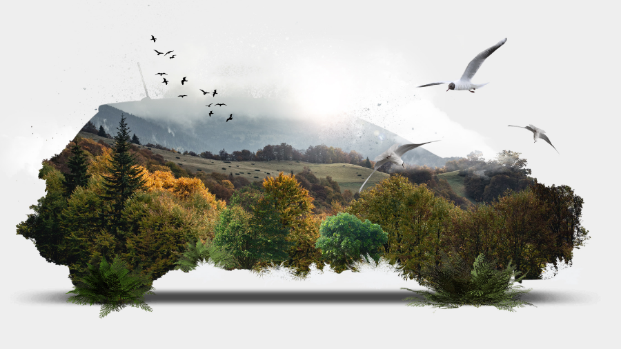 The Courtesy Car Evolution